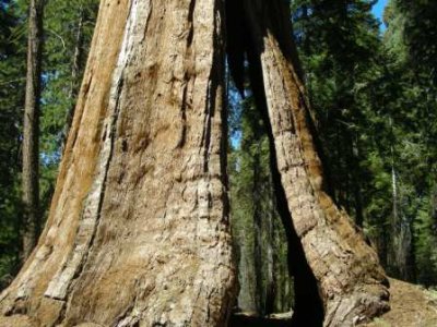 Black Arch Tree9.jpg