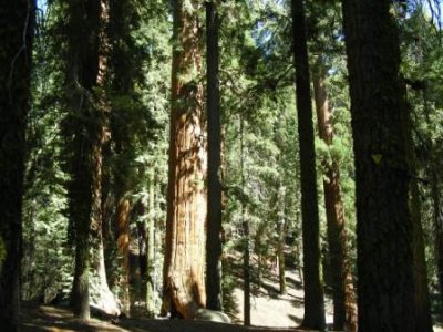 Clothespin Tree.jpg