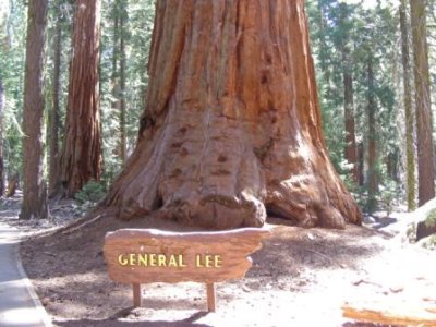 General Lee Tree-1.jpg