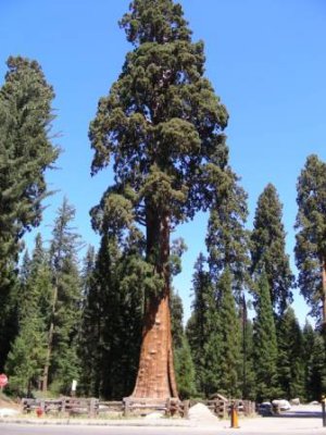 General Sherman Tree-1.jpg