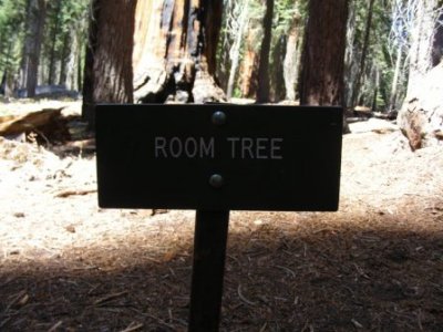 Room Tree-3.jpg