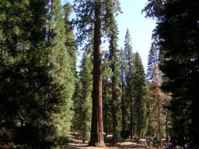 Sequoia-08.jpg