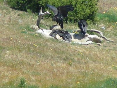 Condors around the water hole(13).jpg