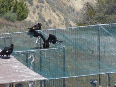 Condors socializing(17).jpg