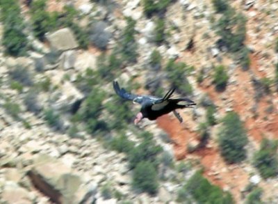 Grand Canyon Condor.jpg