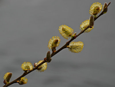 23_April_2008Catkins