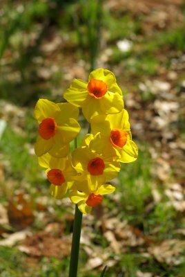 Daffodils