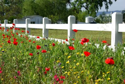 Roadside color