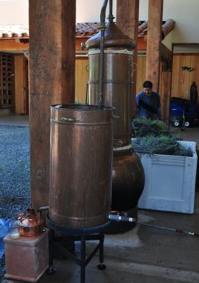 Lavender still