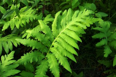 Ferns