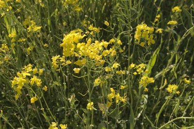 Mustard