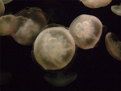 Jellyfish