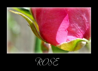 Rose