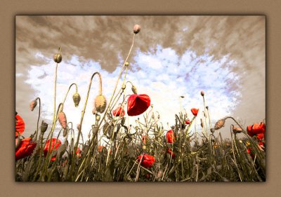 Poppies