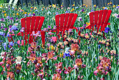 Red Chairs and Irises