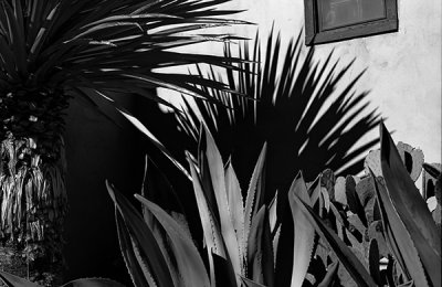 Agave and Shadow BW-Wide