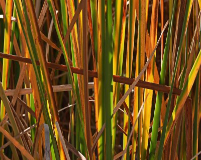 Autumn Reeds Series