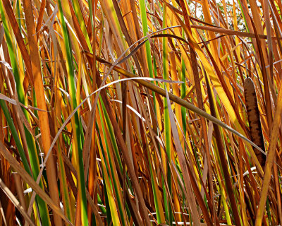 Autumn Reeds Number 5 (Horizontal)