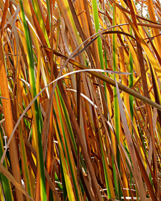 Autumn Reeds Number 5 (Vertical)