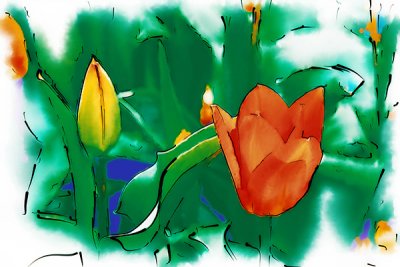 Tulip and Bud Drawing