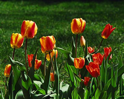 Happy Tulips