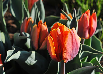 Orange Tulips-1