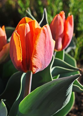 Orange Tulips-2