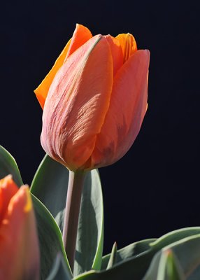 Orange Tulips-3