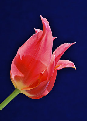 Tropical Punch Tulip