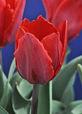 Red Tulips-2