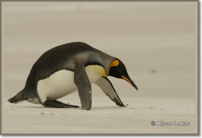 Falklands