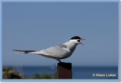 sized__DSC0676a.JPG