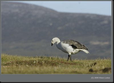 Falklands