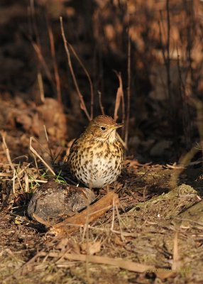 Song Thrush