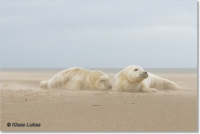 Donna Nook 2009