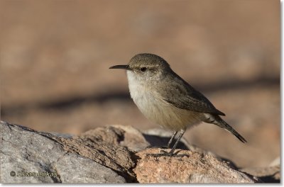 Rock Wren