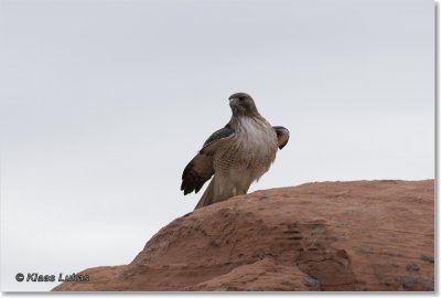 12 prairiebuizerd.JPG
