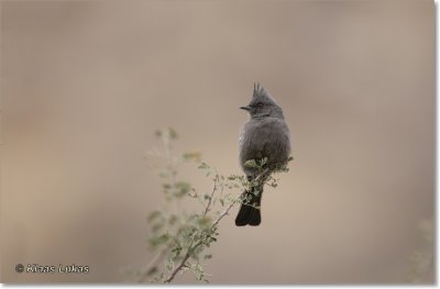 02 Crested Tit  / Amerikaanse Kuifmees.JPG