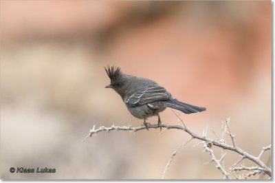 01 Crested Tit  / Amerikaanse Kuifmees.JPG