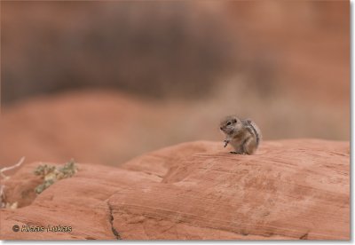 Antelope Squirrels