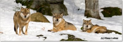 Bayerischer-Wald_DSC9470a.JPG