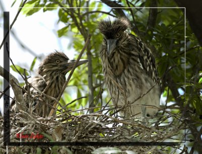 Green Heron_DSC8736a.jpg