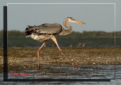 Great Blue Heron_DSC3646a.jpg