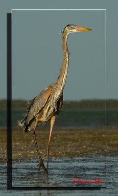 Great Blue Heron_DSC3654a.jpg