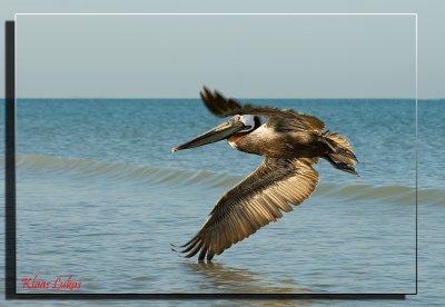 a-Brown Pelican_DSC2429a.JPG