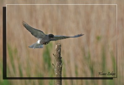 Black Tern