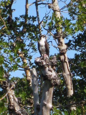 An osprey