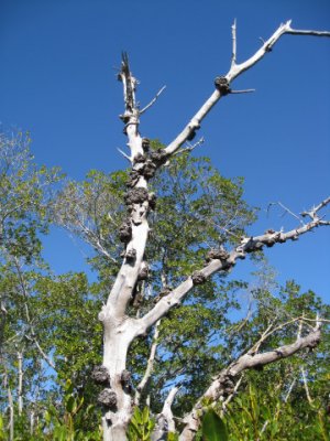 Growth on a dead tree