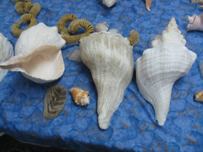 Each of us had a set like this to use while Jean told us about the shells.