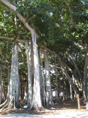 A Banyan tree